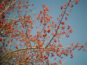hawthorn-01-300x225