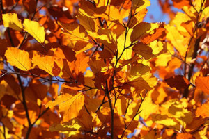 Blog-img-Transitioning-to-Autumn-300x200