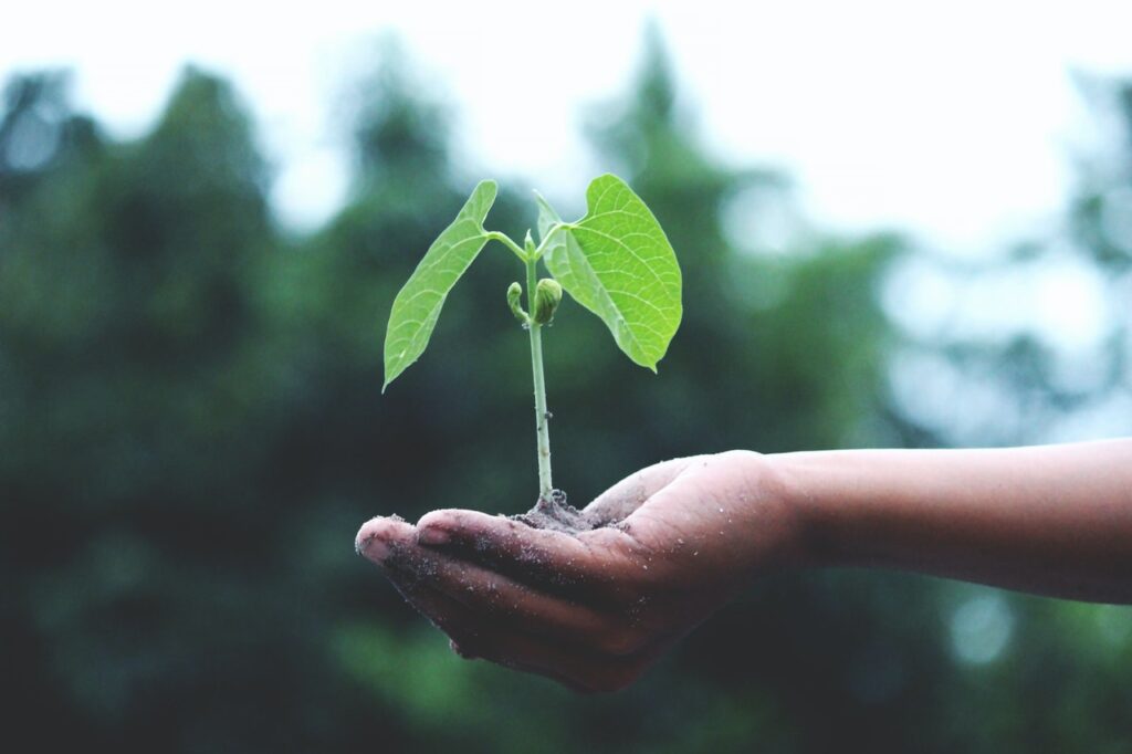 Regrowth-acupuncture-tcm