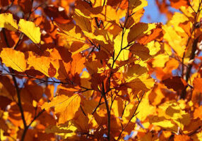 Blog-img-Transitioning-to-Autumn-300x200
