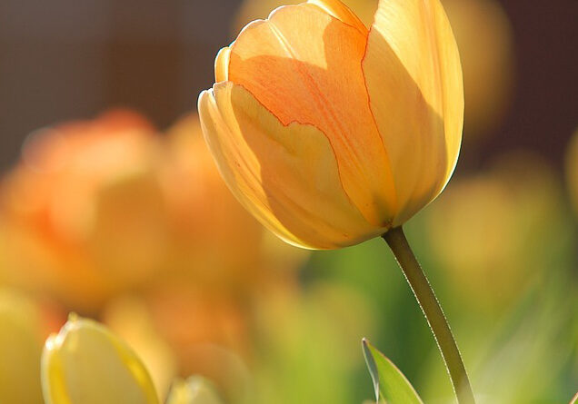 BlogImg_1