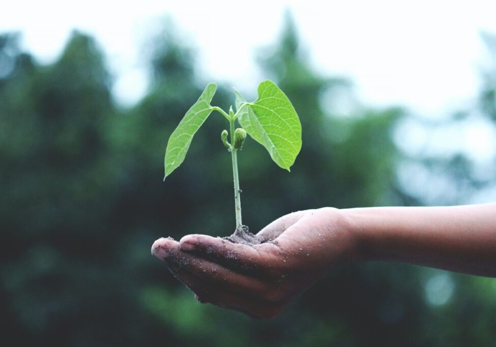 Regrowth-acupuncture-tcm
