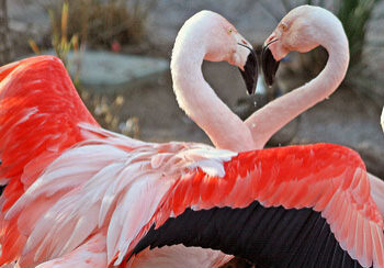 flamingos-heart