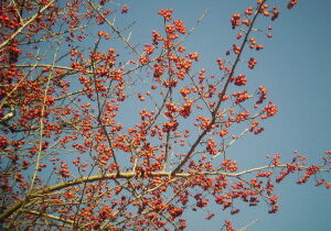 hawthorn-01-300x225