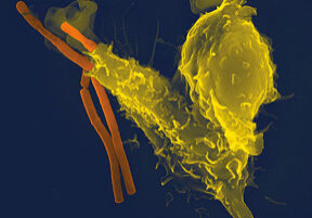 immune-system-closeup