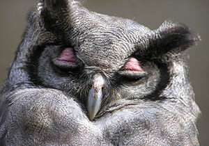 sleepy-owl