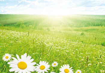 summer-field