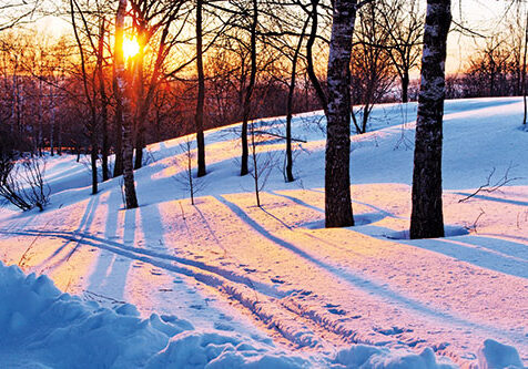 winter-forest